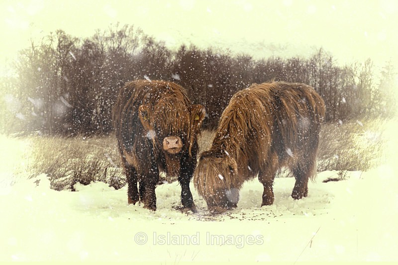 Charlie & Finlay Highland Cows - Highland Cows