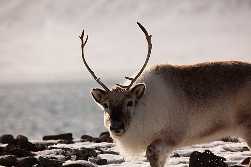 Reindeer 6721 - Wildlife
