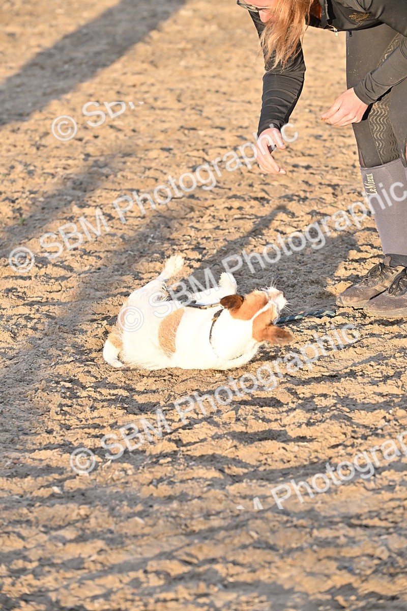 SBM_09687 - Lorry Dogs
