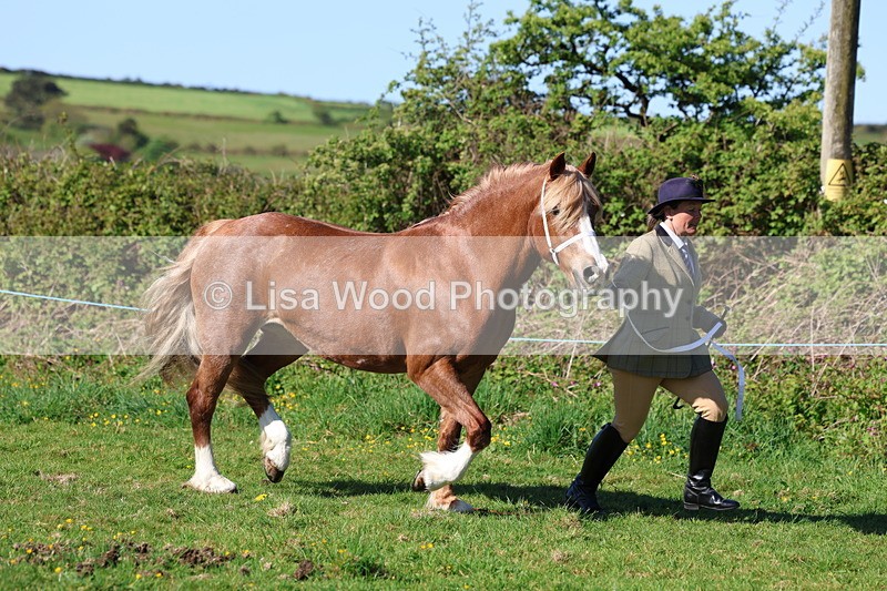 3E7A8560 - Class 13: M & M Large Breeds