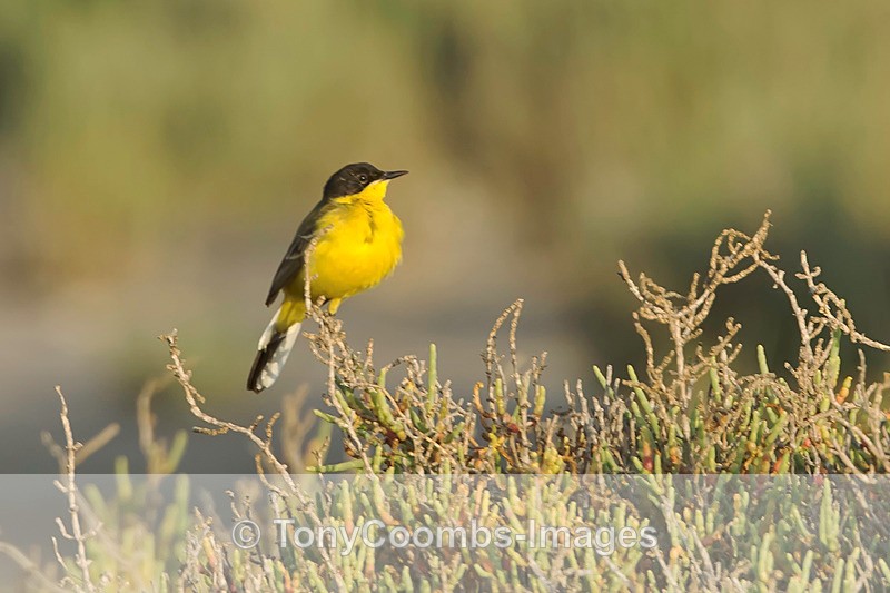 Yellow Wagtail  (feldegg) - Turkey