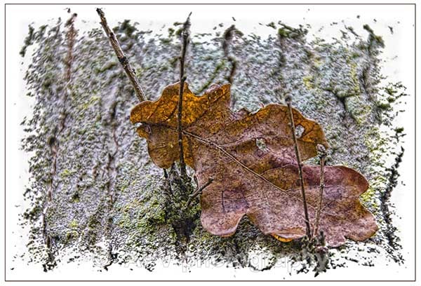 - Petals and Leaves