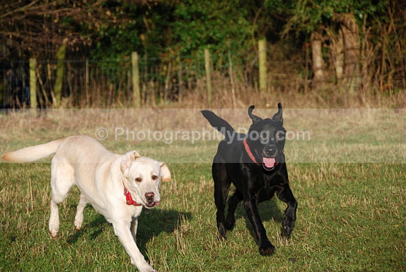  - Yellow and Black Labradors