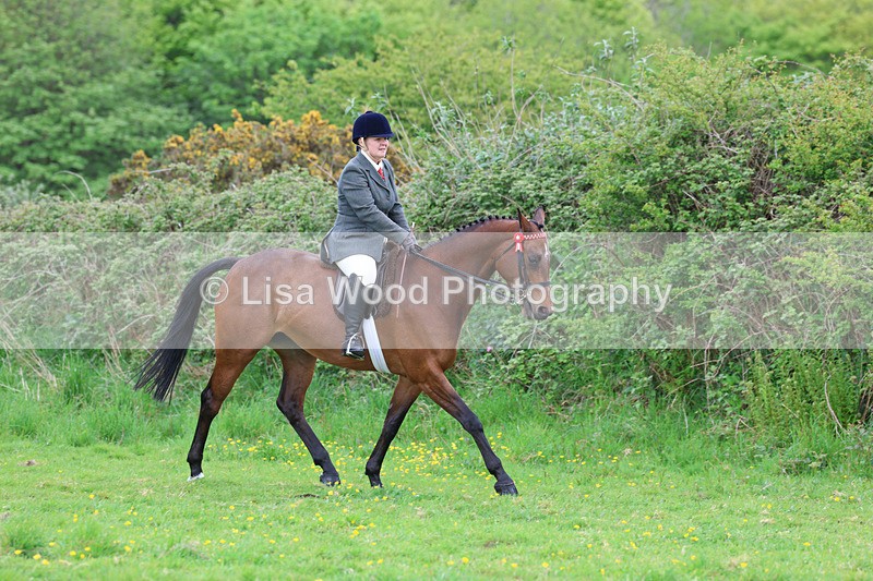 3E7A1959 - Class 10: Ridden Sports Horse