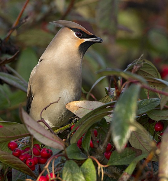 WAXWINGS (ww 06) - THE WAXWING GALLERY