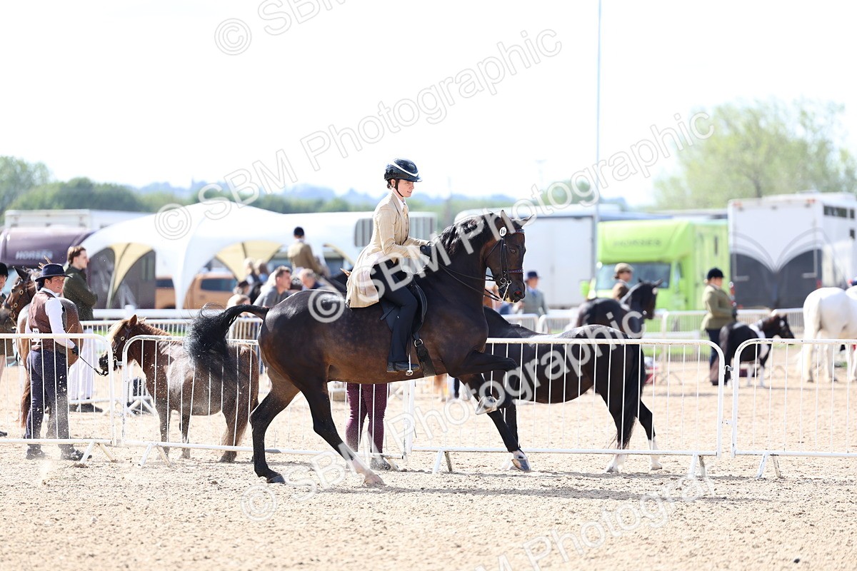 SBM_10824 - Class 305 - Ridden Foreign Breeds - Pure Bred