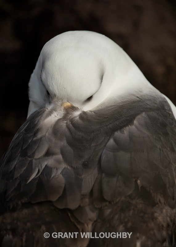 Albatross close 2 - Antartica