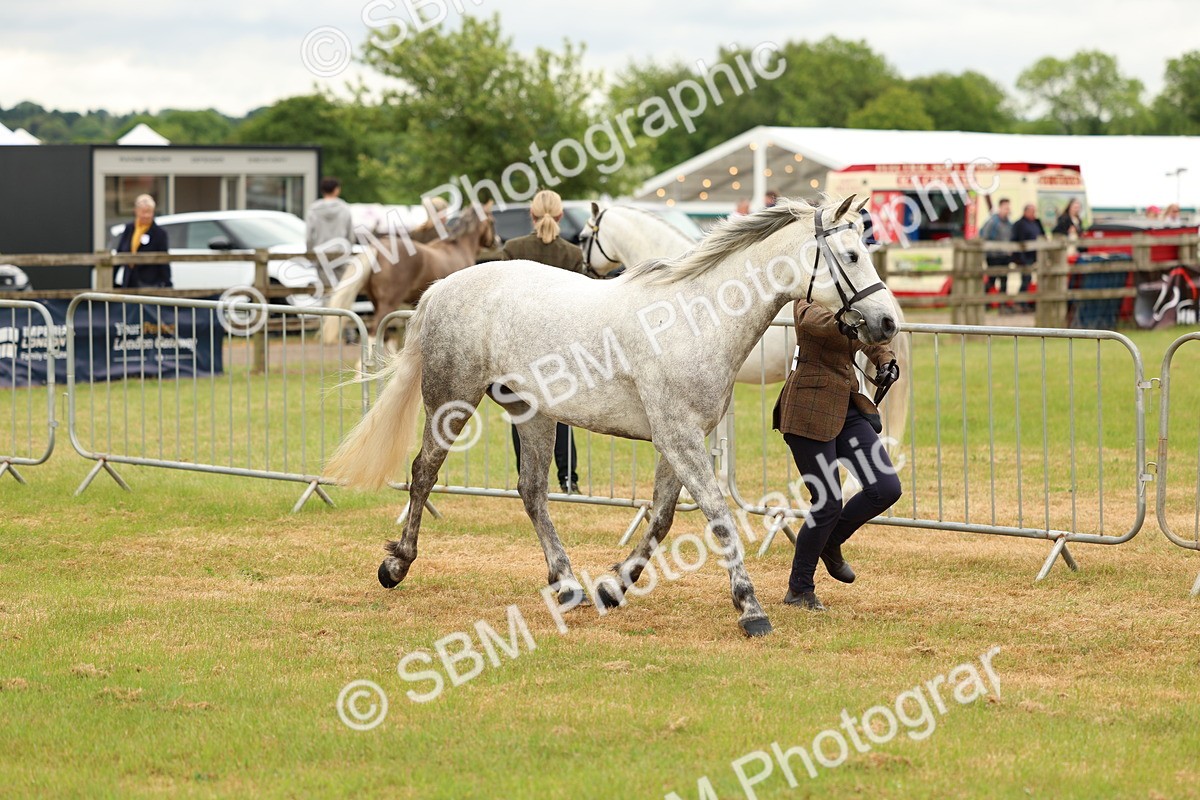 SBM_04179 - Class 64-67 - Shetland Pony In Hand