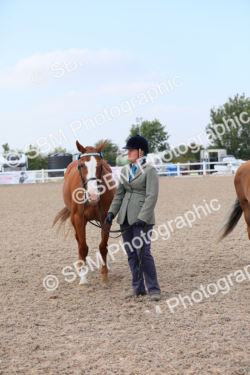 SBM_15891 - Class 312 IH Competition Horse/Pony