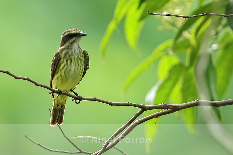 Piratic Flycatcher perched, Gamboa, Panama - Piratic Flycatcher