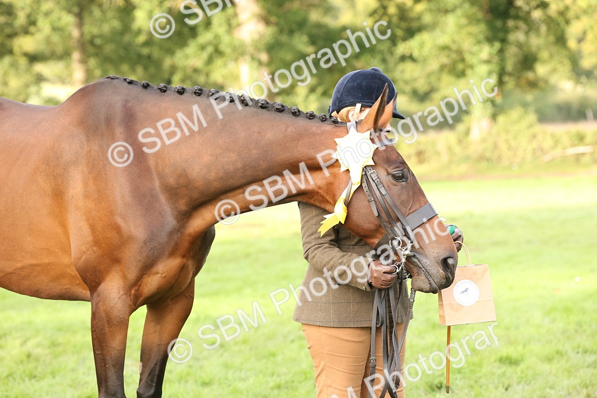 SBM_55006 - S52 - Riding Horse & Hack & thoroughbred In Hand