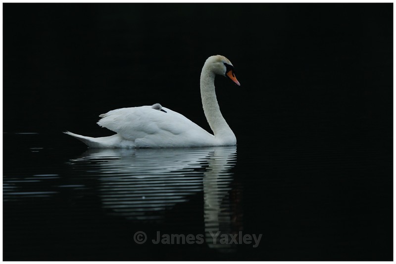 Mute Swan Cygnet - Latest Work