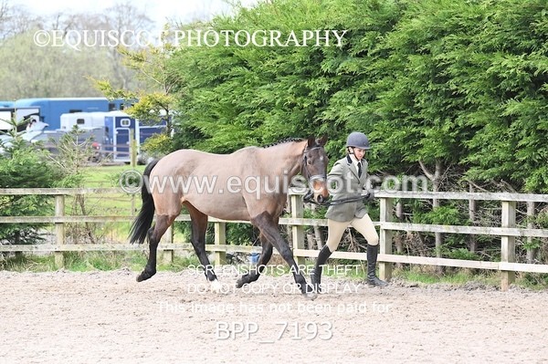 BPP_7193 - RING 1  (RIDDEN HORSES / IN HAND / VETERAN ETC)