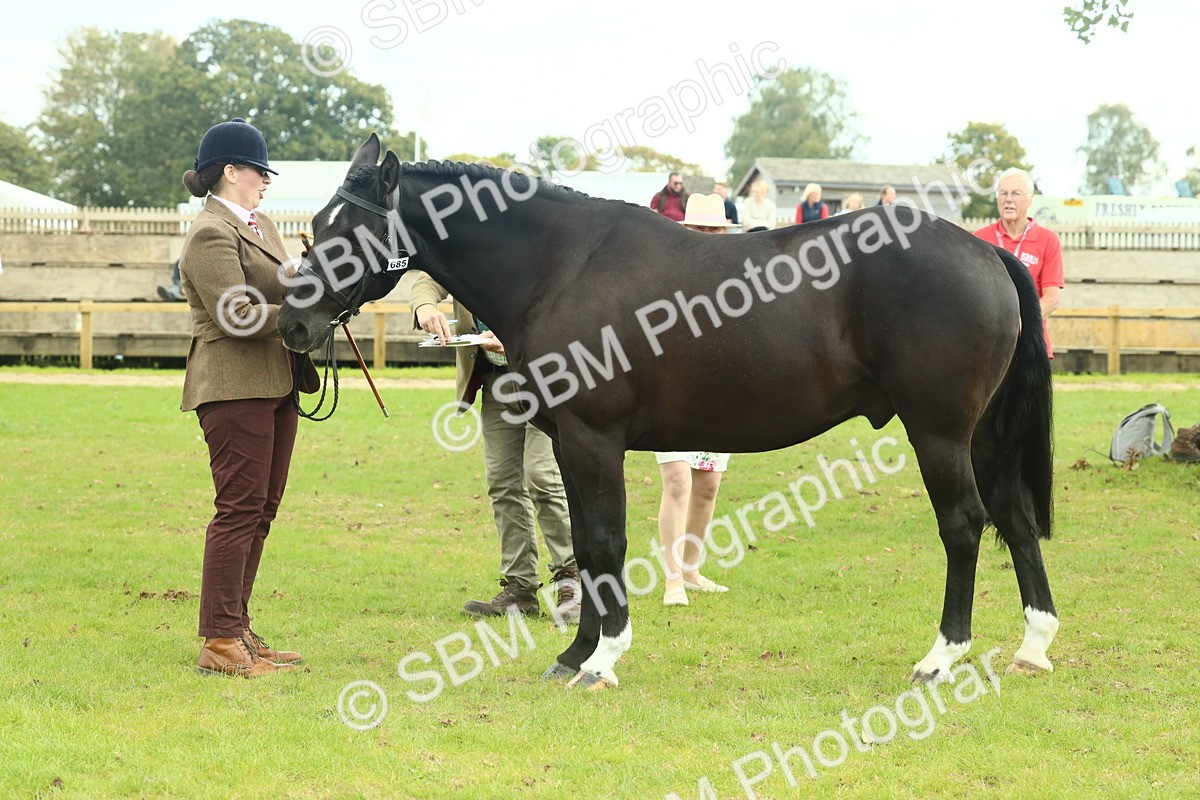 SBM_66448 - S34 - Rehabilitated Rescue Horse & Pony In Hand & Ridden
