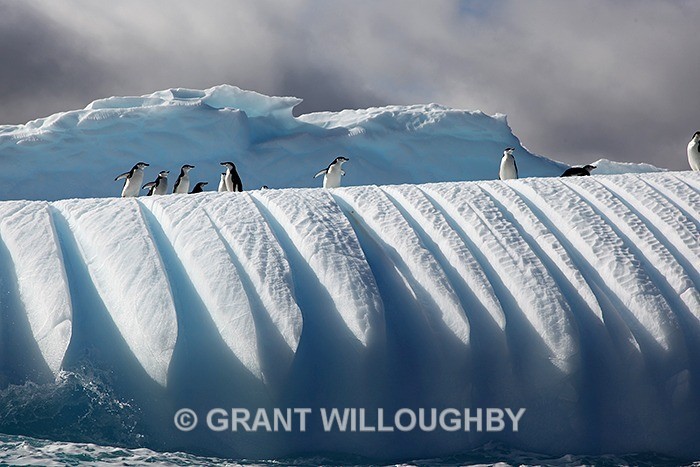 IMG_0176 - Antartica