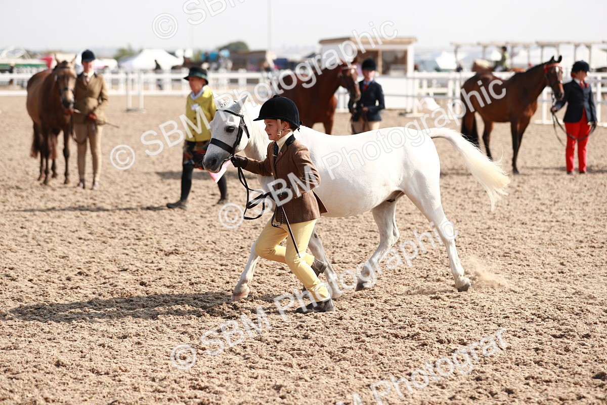 SBM_11074 - Class 205 IH Show Pony/ Show Hunter Pony