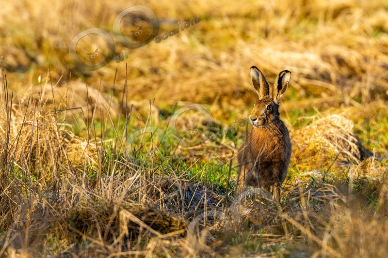 hare Lepus europaeus-4280 - UK Wildlife