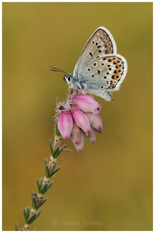 Silver Studded Blue on Heather - Butterflies, Dragonflies and Demoiselles