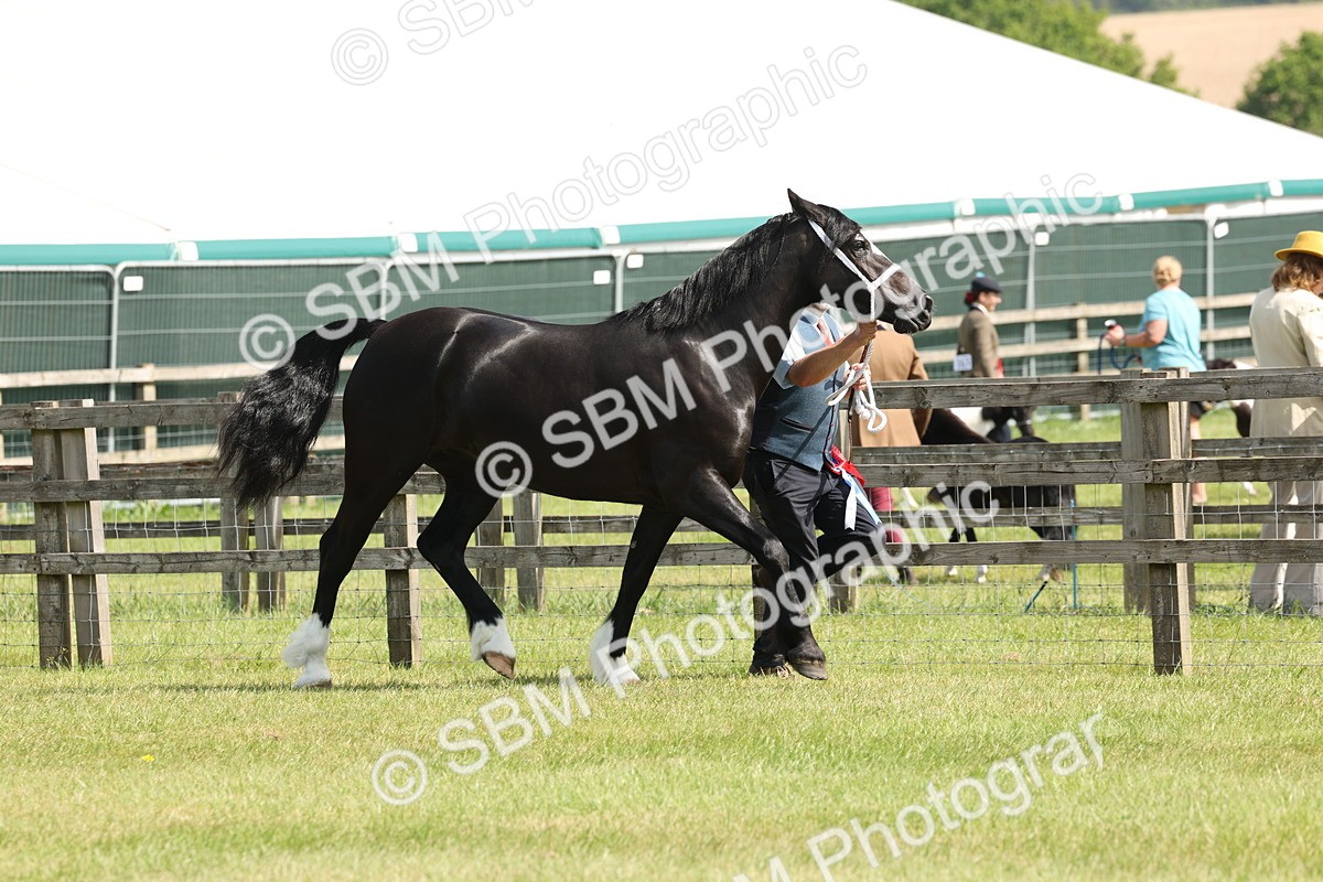 SBM_02368 - Class 6-13 - Mountatin and Moorland In Hand Welsh Breeds
