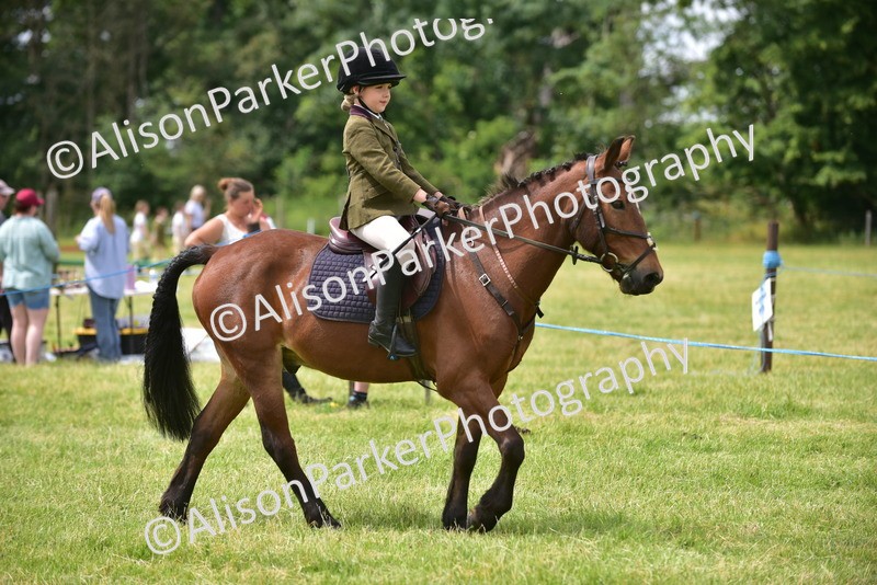 20260614-3984 - Class 16 - Handsome Gelding
