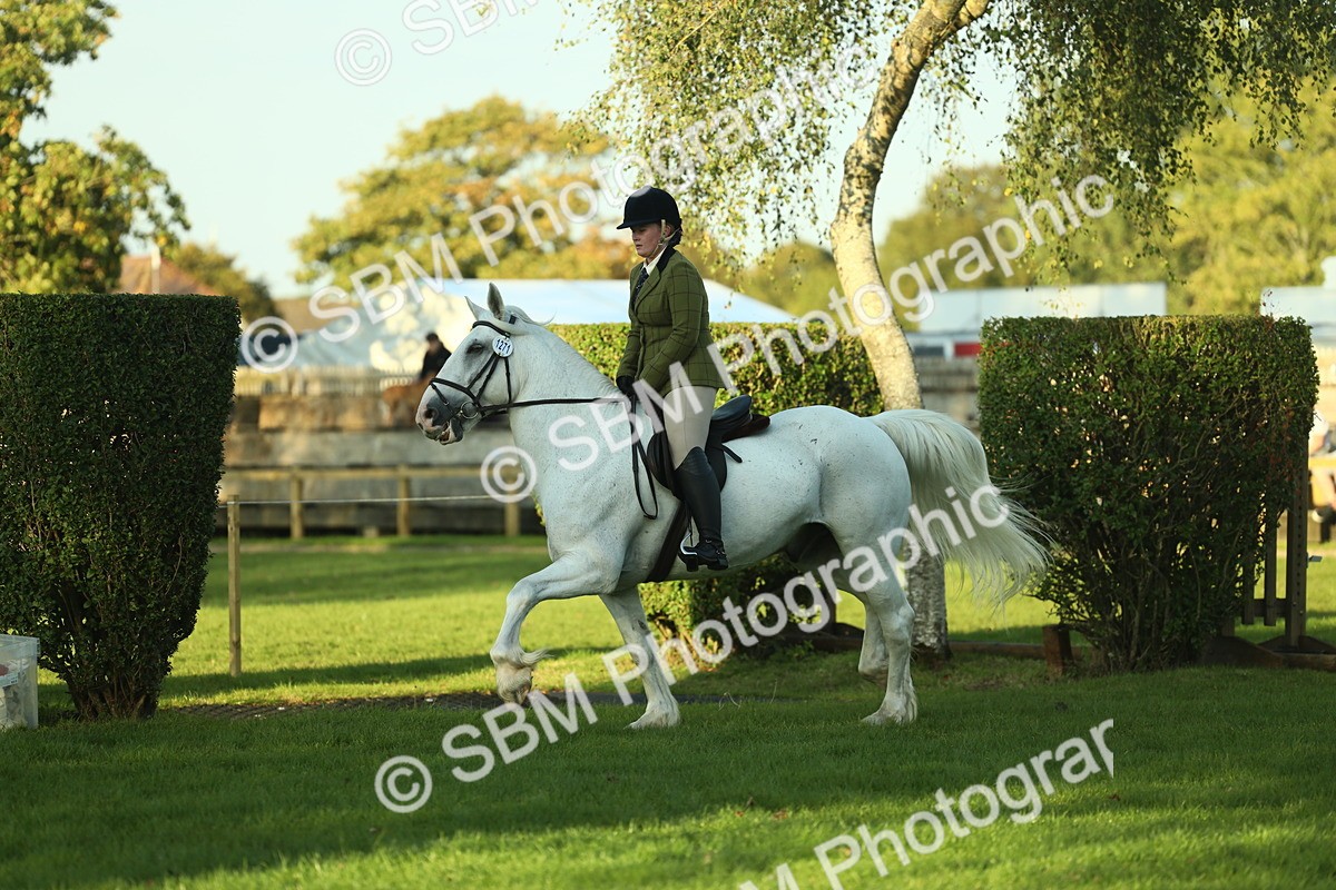 SBM_55550 - S14 - Riding Club Horse