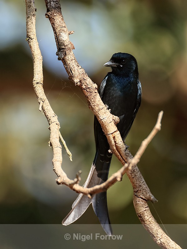 Black Drongo showing forked tail, Bandhavgarh, India - Black Drongo
