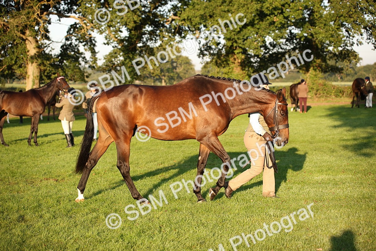 SBM_56886 - S49 - Riding Horse & Hack & Thoroughbred In Hand