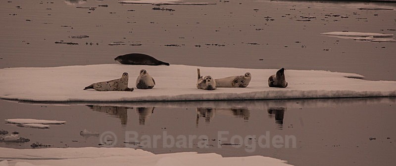 Seals on an iceflow 7359 - Trip with MS Expedition August 2016