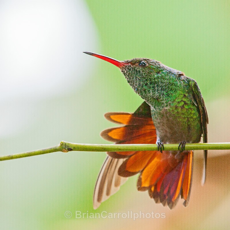 Rufous tailed Hummingbird, Costa Rica - Costa Rican Wildlife