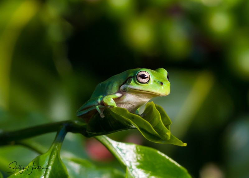 Frog on Leaf 2