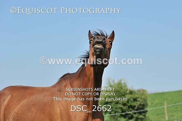 DSC_2662 - ARCHIVE REQUEST - Quincy and Guinness