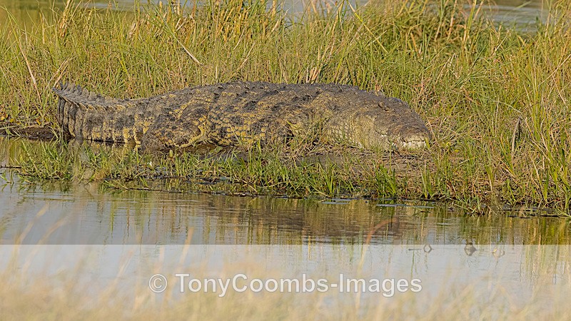 Nile Crocodile - Botswana ~ Various Other