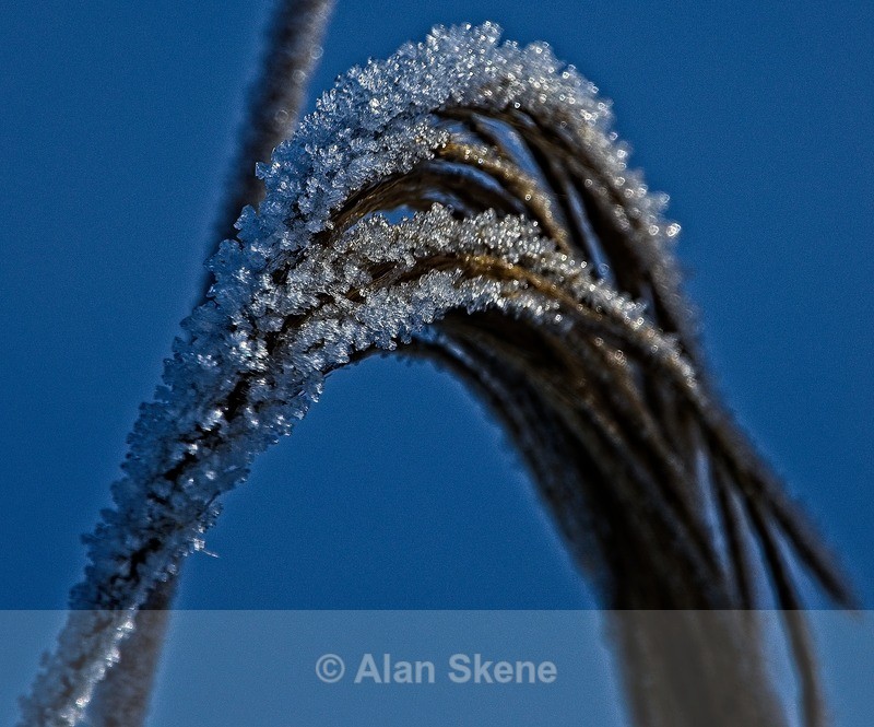 DSC06356 - Winter