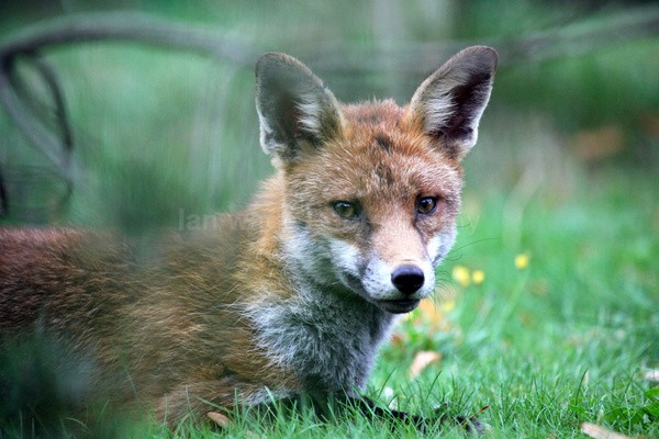 Urban Fox, Bristol _ UR073 - Urban Foxes, Bristol, Great Britain