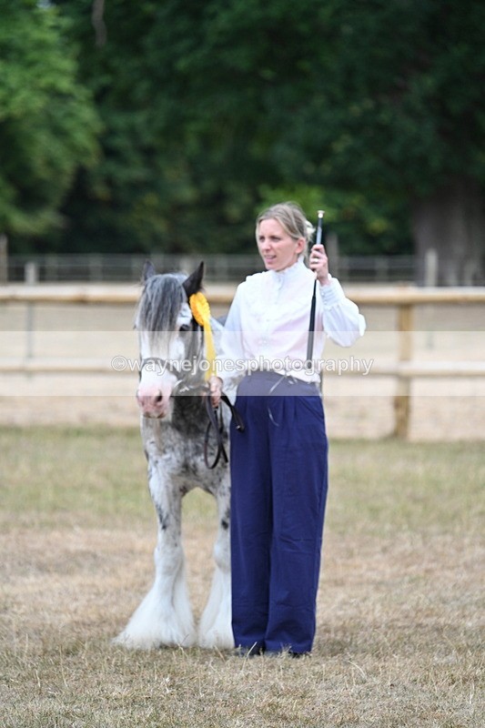 WJ7_9669 - Class 5 Most Handsome Gelding (up to 14.2hh)