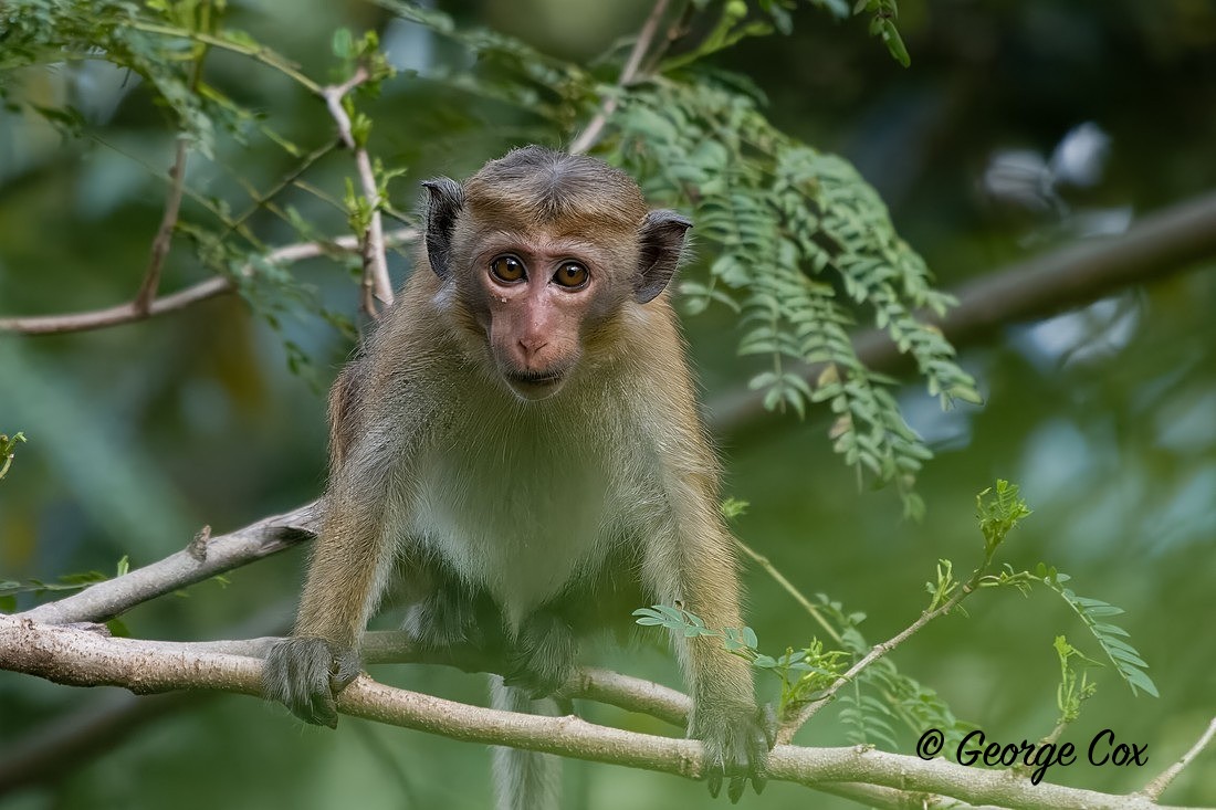 Toque Macaque - Sri Lanka