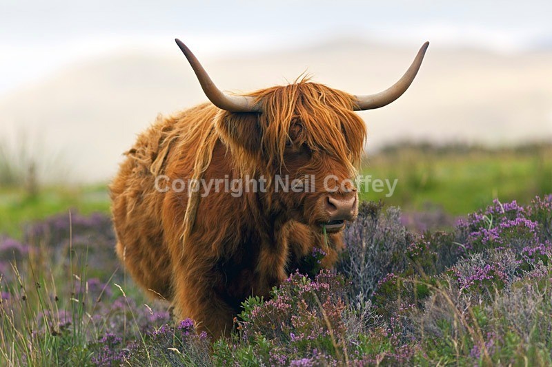 Highland Cow, Isle Of Skye - Wildlife