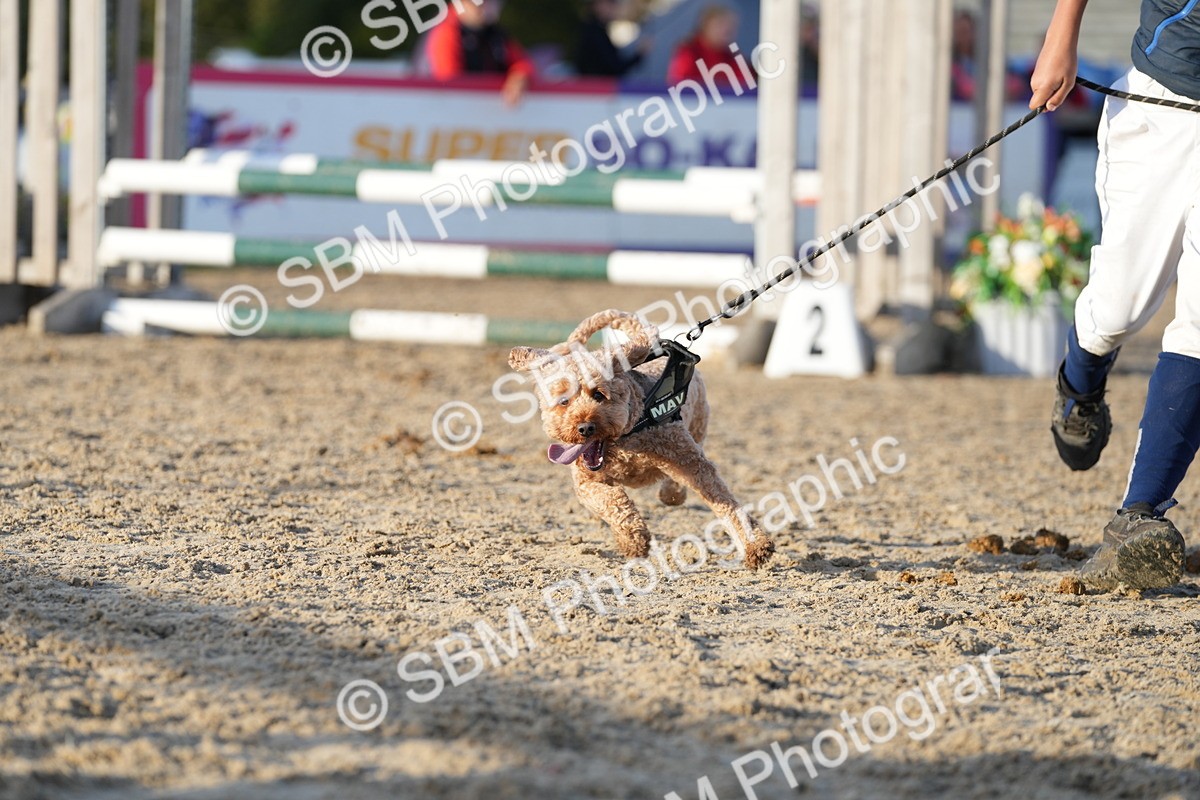 SBM_29449 - J44 - Horse & Hound Open 70cm
