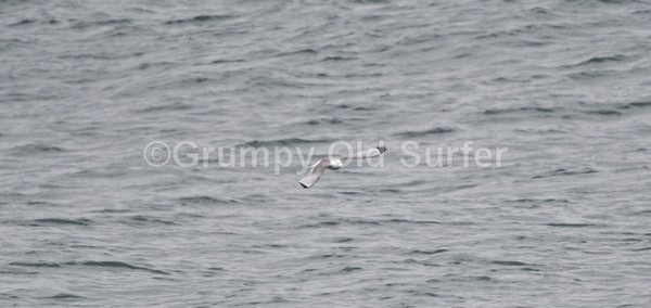 DSC_4447 - Porth Ceriad 14th June 2016