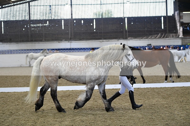 WJ5_4343 - Class 6 In hand M&M - Large Breeds