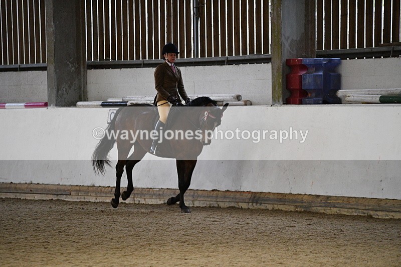 WJ5_8779 - Class 15 Ridden Show Horse