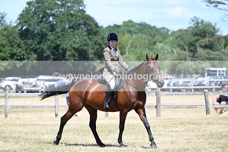 WJ7_3035 - Class 7 Riding Club Show Horse