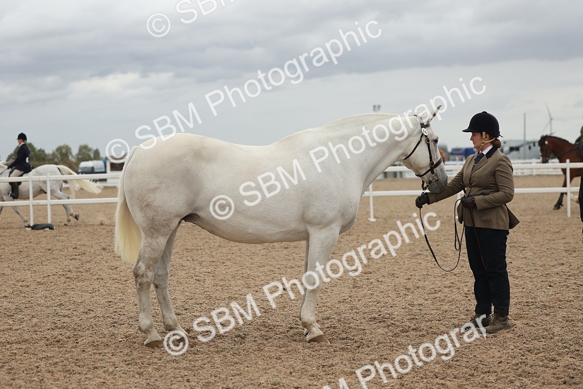 SBM_19314 - Class 317 - IH Pure Bred Horse-Pony