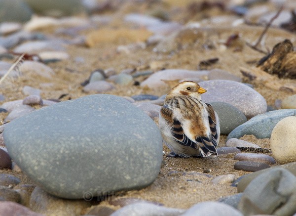 SNOW BUNTING , KINMEL BAY JAN 2011 - SNOW BUNTINGS