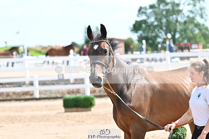 240717A-150105-02448 - Trot Up 3pm to 4pm