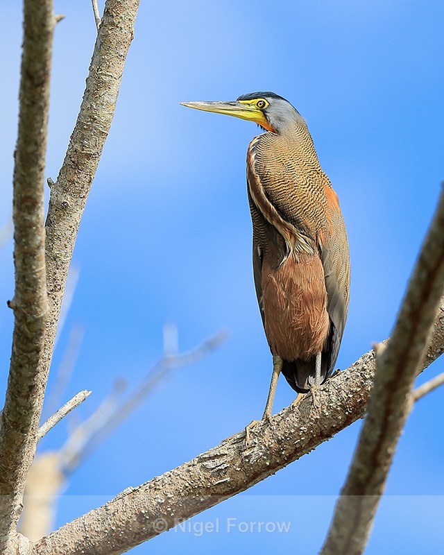 Bare-throated Tiger-Heron (adult), Sierpe River, Costa Rica - Bare-throated Tiger-Heron