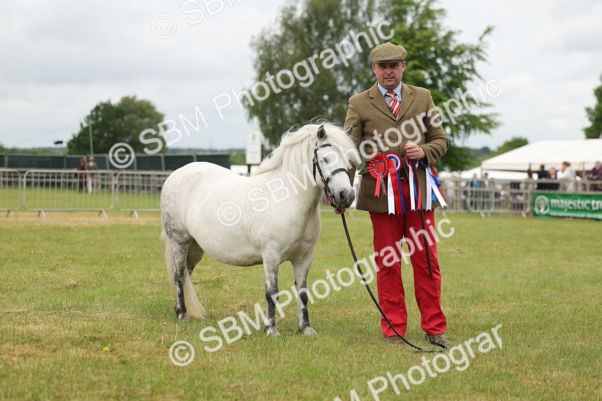 SBM_05045 - Class 50-57 - M&M Welsh Pony In Hand