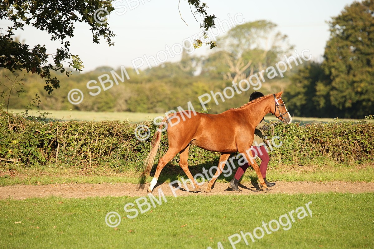 SBM_57536 - S50 - Foreign Breeds In Hand