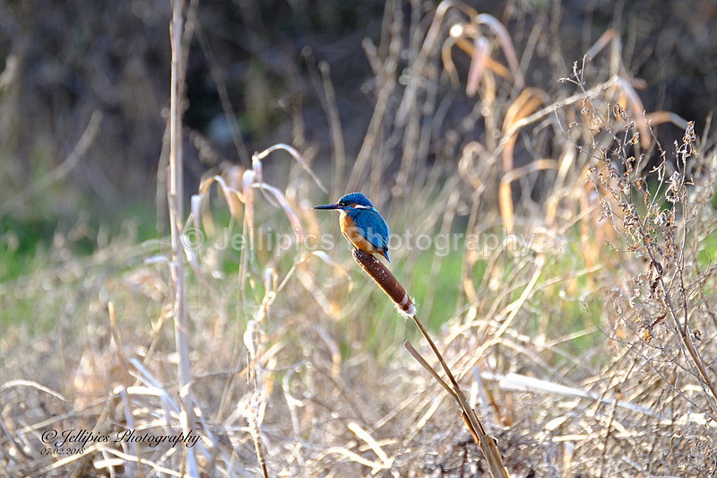  - Wildlife and Nature