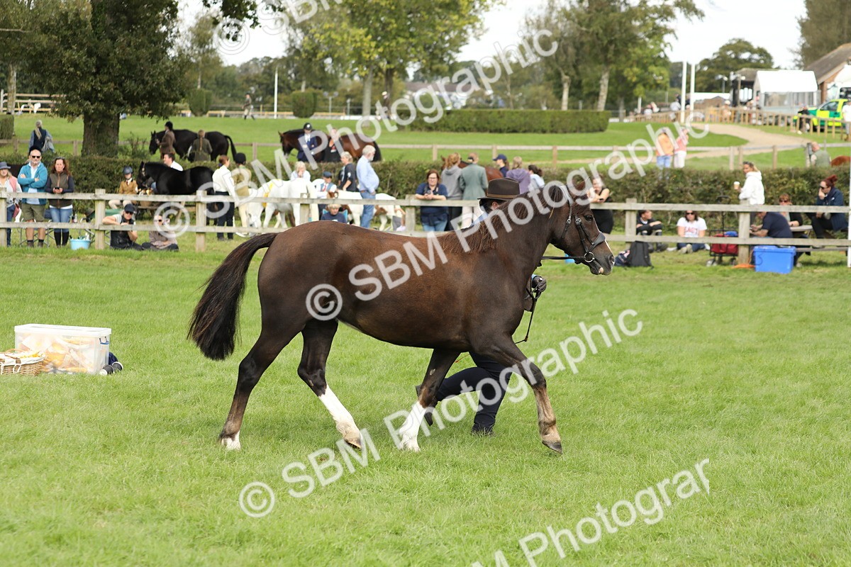 SBM_65479 - S47 - Mountain & Moorland In Hand Large Breeds